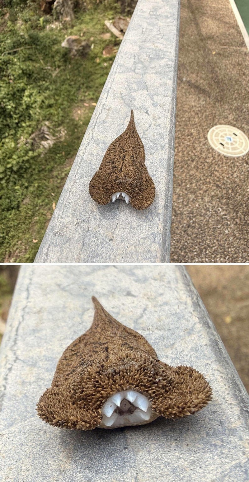 13. Ovo sam pronašao u svojem bazenu. WTF?