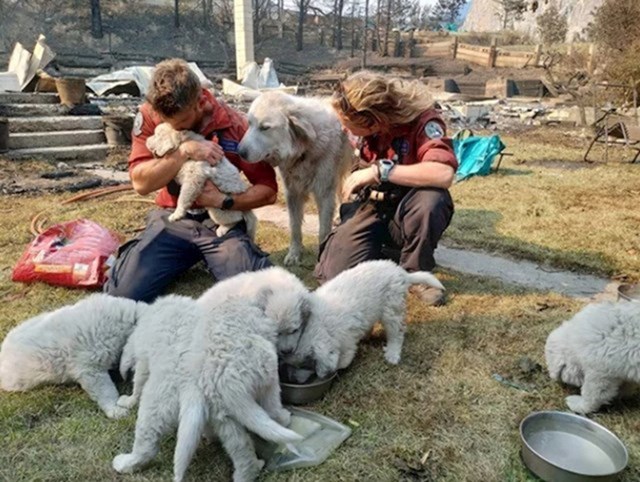 11. Vatrogasci tješe preživjele životinje nakon što je veliki požar progutao njihov ranč