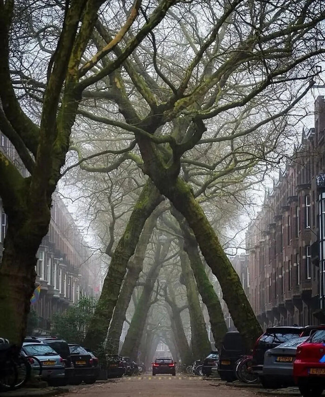 5. Tunel od drveća u Amsterdamu