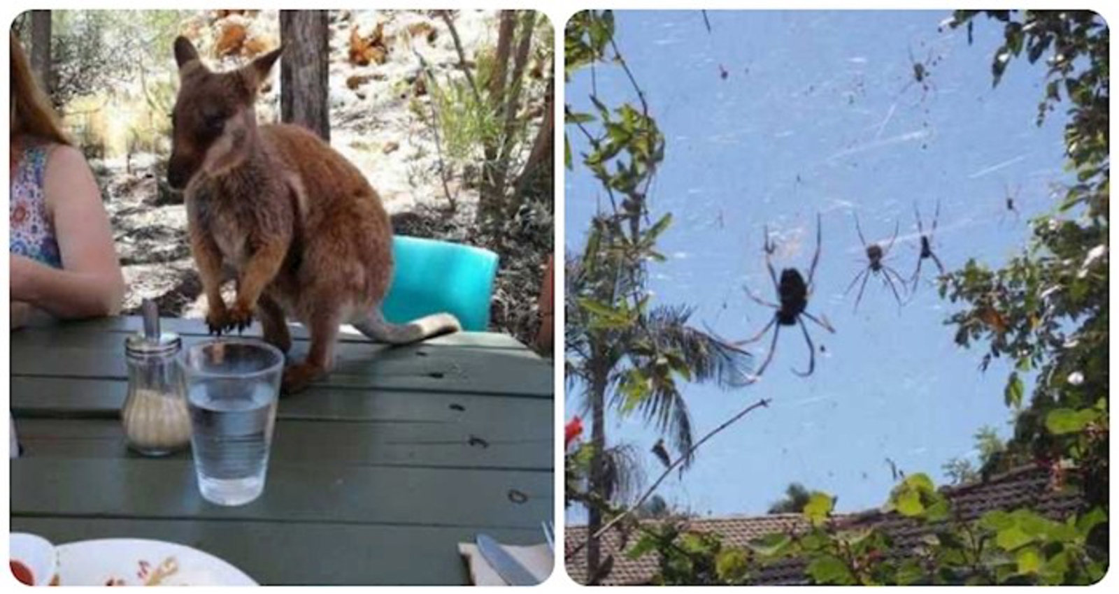 20+ fotki će vam pokazati zanimljive, ali i zastrašujuće strane života u Australiji