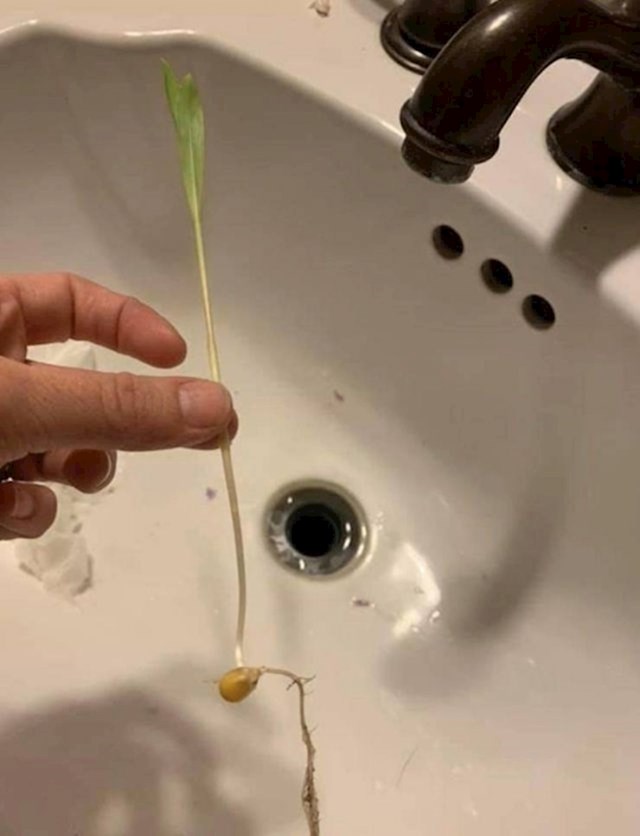 "Moj prijatelj je našao biljku koja je rasla u umivaoniku. Bilo je to zrno kukuruza za kokice koje je valjda slučajno završilo u odvodu."