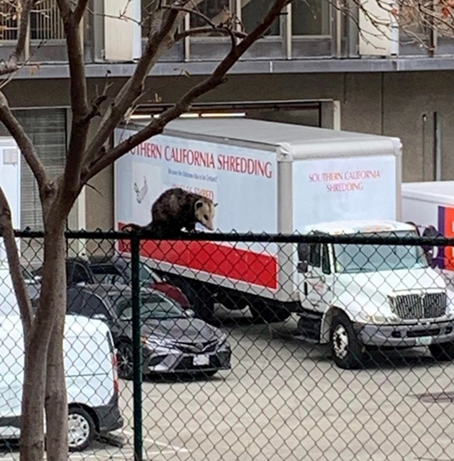 "Mislio sam da je oposum logo na ovom kamionu"