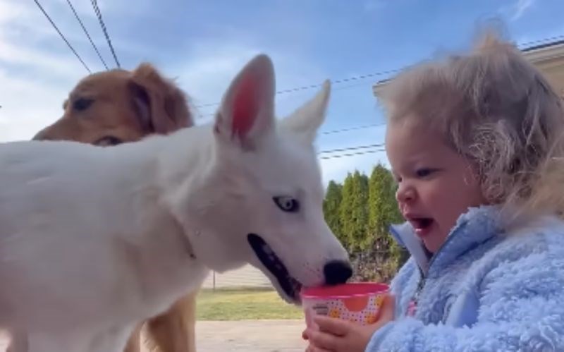 Djevojčica je htjela dati malo vode psima, snimka njezine iskrene reakcije nasmijala je milijune