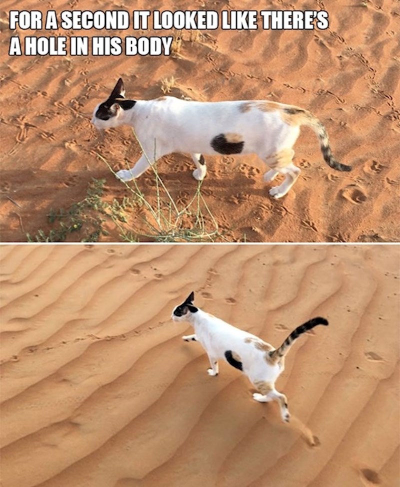 12. Vlasniku se na sekundu učinilo da maca ima rupu u tijelu