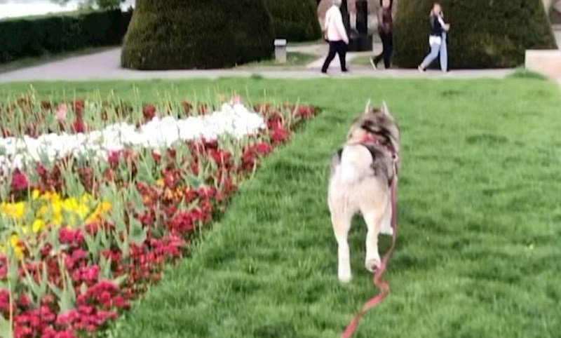 Beograđanki se pas oteo s povodca, snimka onoga što je potom napravio oduševila je cijeli svijet