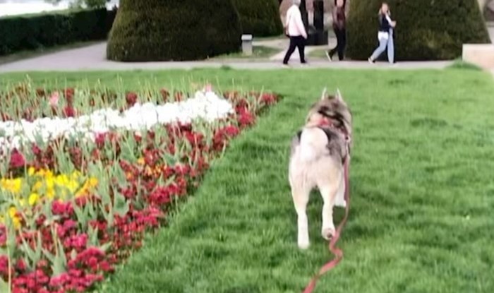Beograđanki se pas oteo s povodca, snimka onoga što je potom napravio oduševila je cijeli svijet