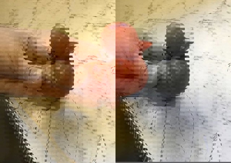 10. Rajčica koja izgleda kao gumena patkica