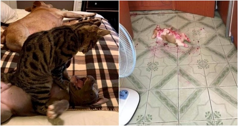 17 puta kad su životinje svojim luckastim nepodopštinama ostavile ljude bez teksta