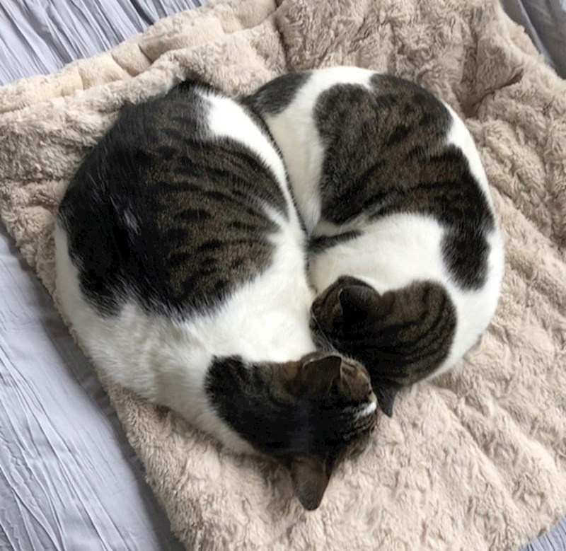 15. Nisu u rodu, ali su jako slične i naravno - nerazdvojne!