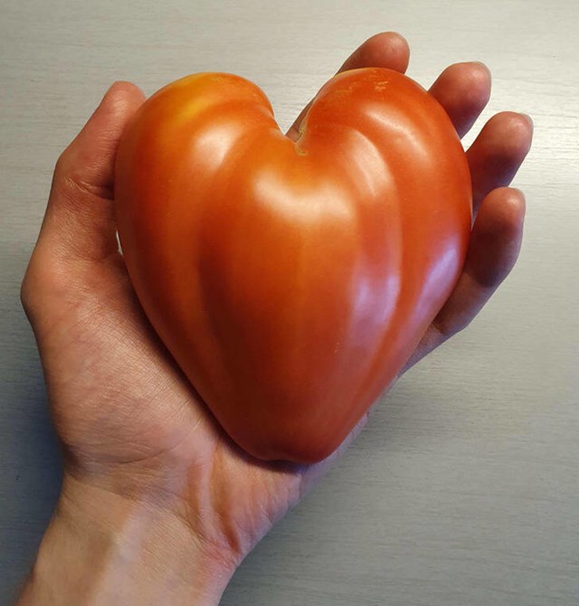 12. Srcolika rajčica