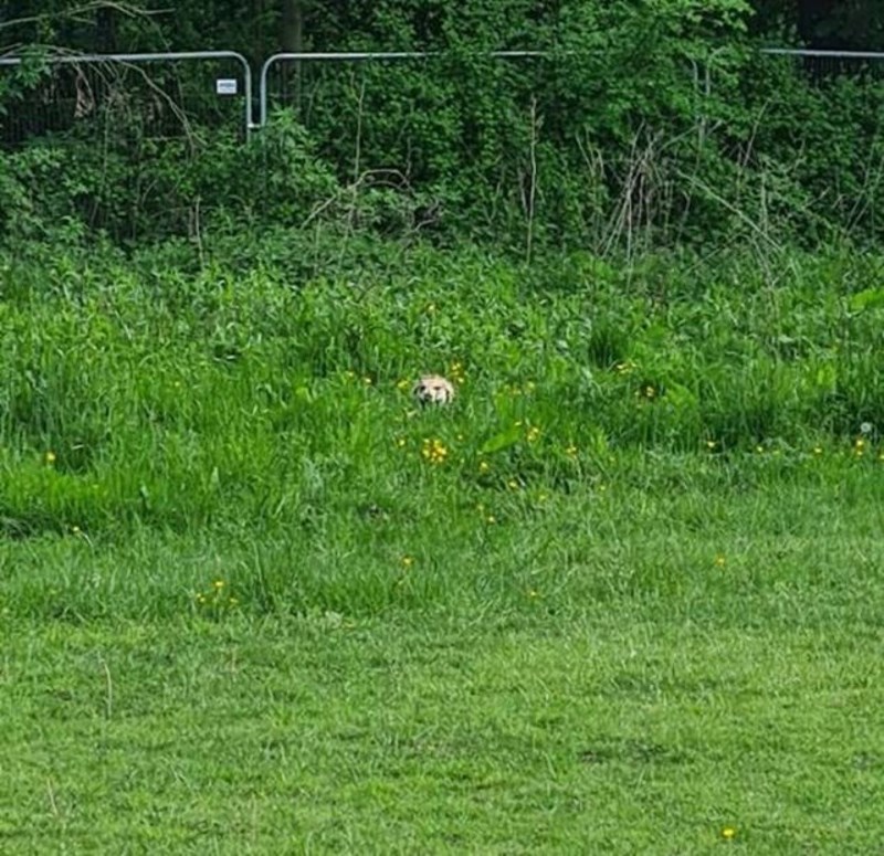 2. Svaki put kad želimo krenuti kući iz parkića za pse - on se sakrije
