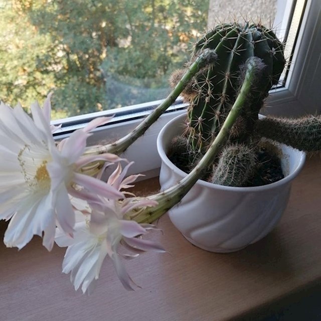 13. Simpatični kaktus koji kao da poklanja cvijeće
