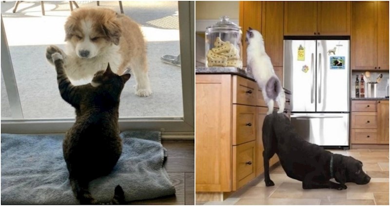 17 preslatkih fotki koje razbijaju mit o neprijateljstvu između pasa i mačaka