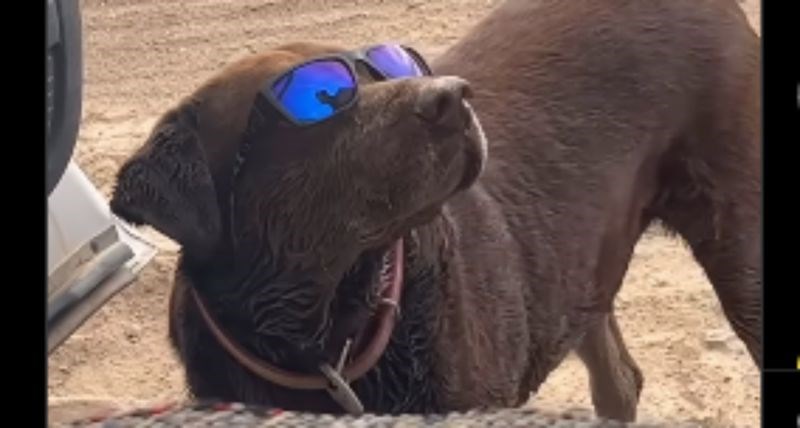 Vlasnik je stavio psu sunčane naočale na glavu, snimka je teški zbog njegove urnebesne reakcije