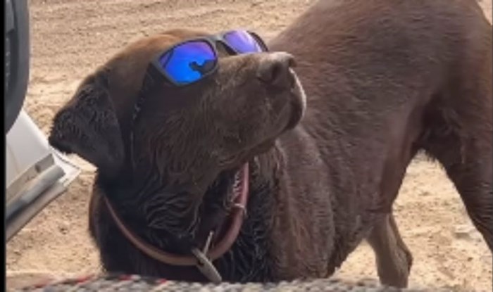Vlasnik je stavio psu sunčane naočale na glavu, snimka je teški zbog njegove urnebesne reakcije