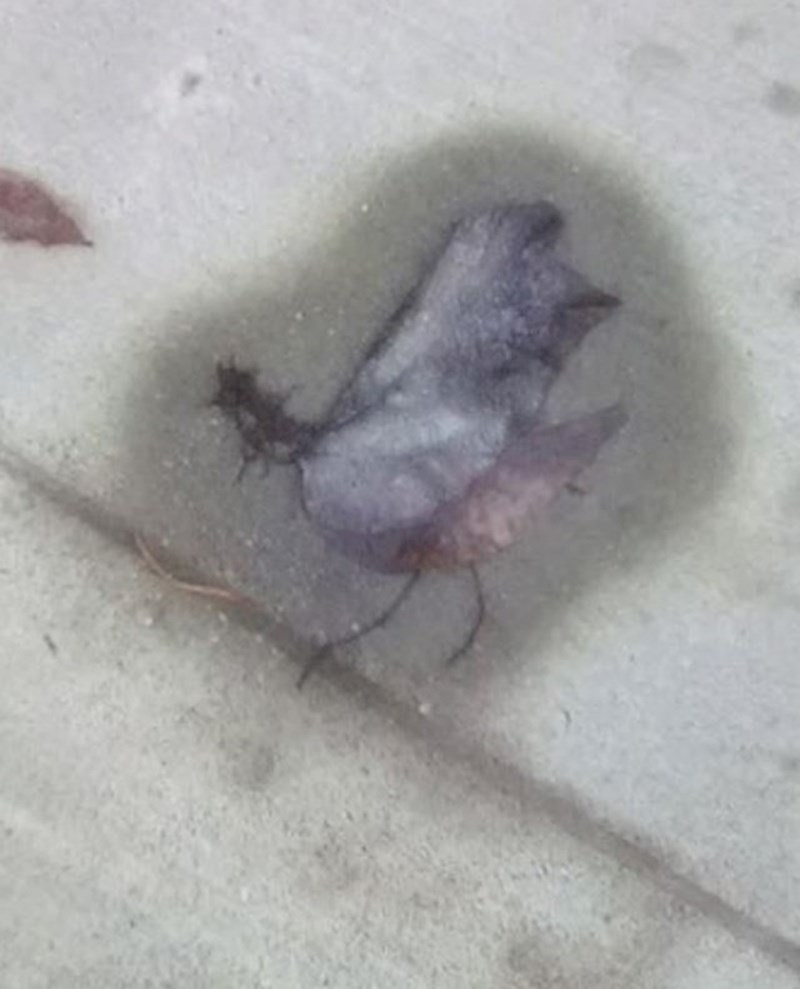 14. List izgleda kao kokoš