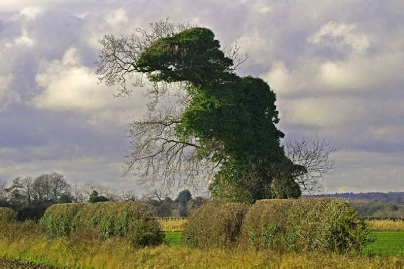8. Stablo koje izgleda kao T-rex