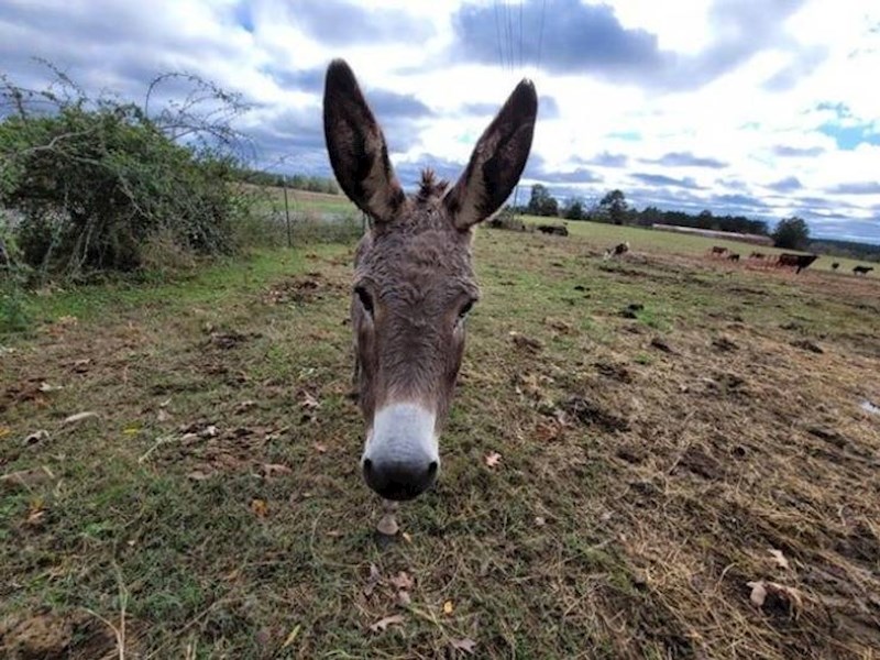 8. Lebdeća glava magarca