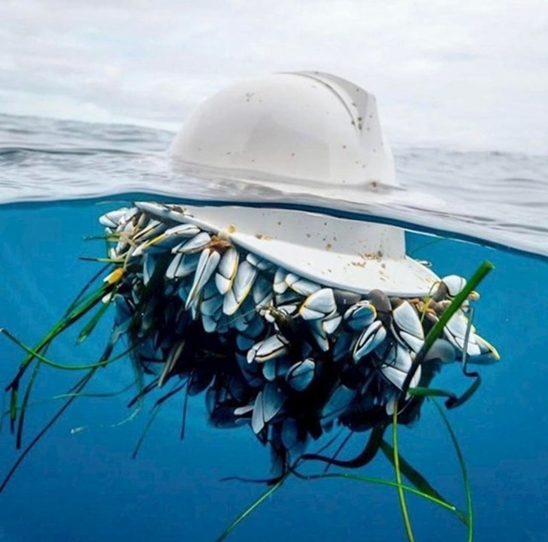 14. Kaciga je postala plutajući dom za stanovnike mora