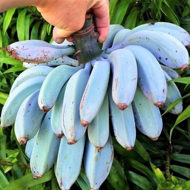 17. Plave java banane