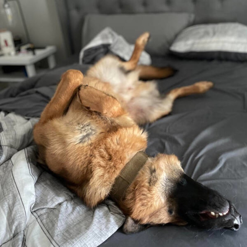 Tražila sam psa 10-ak minuta, nije se uopće odazivao. Na kraju sam ga pronašla kako uživa na mojem krevetu na koji inače ne smije.