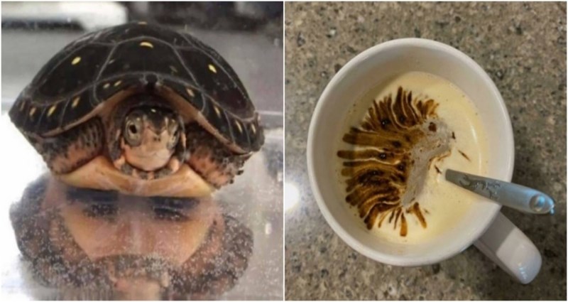 17 zbunjujućih fotografija na kojima ćete najprije uočiti nešto što uopće nije na njima