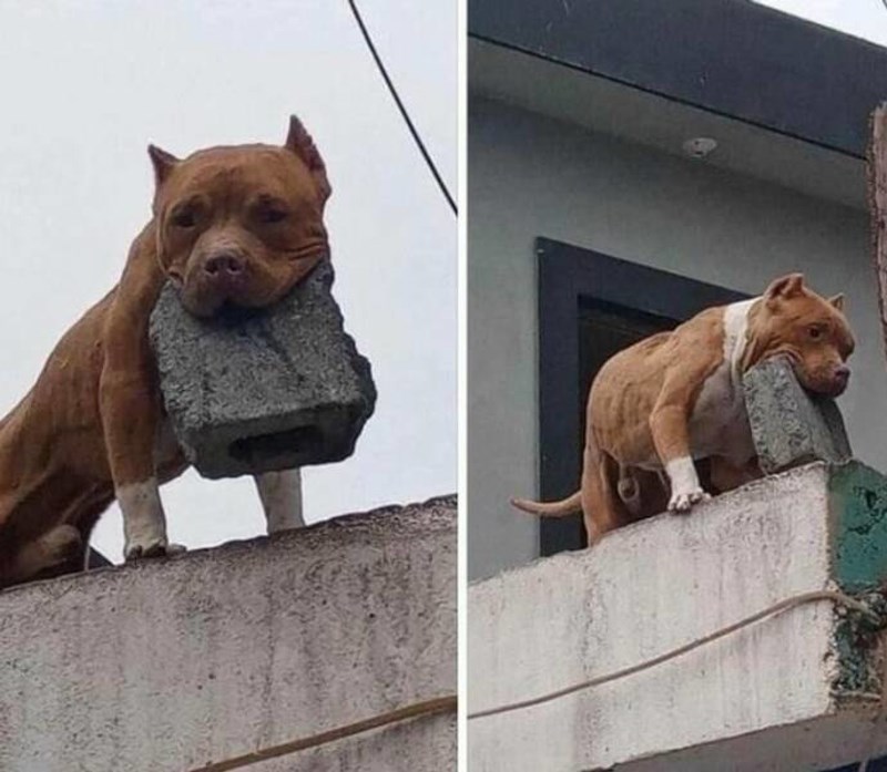 2. Moj pas ne grize, on baca cigle