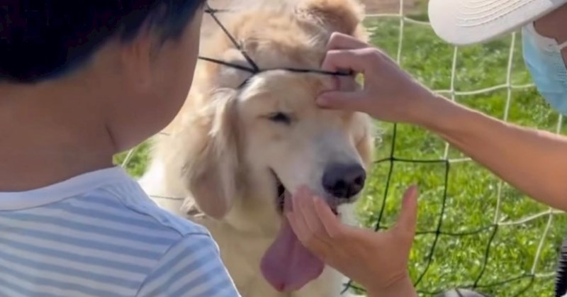 Kompilacija smiješnih nezgoda ovog psa totalni je hit na IG-u, odmah će vam popraviti raspoloženje