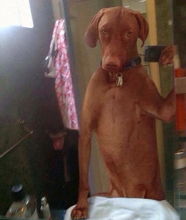 1. I psi vole selfieje