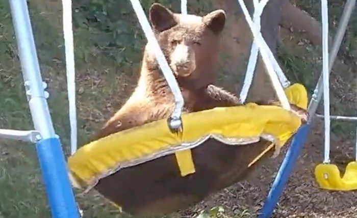 Medvjed je svaki dan dolazio u dvorište ovog čovjeka, preslatka snimka otkriva čime se zabavljao
