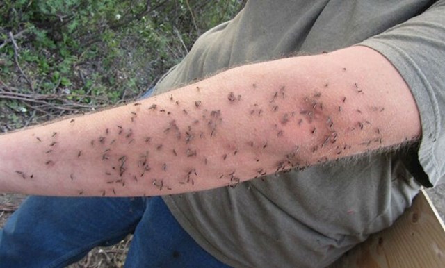 12. Gozba za komarce