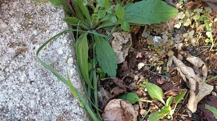 Netko je negdje u Dalmaciji primijetio gljivu ekstremno čudnog oblika, fotka je odmah postala hit