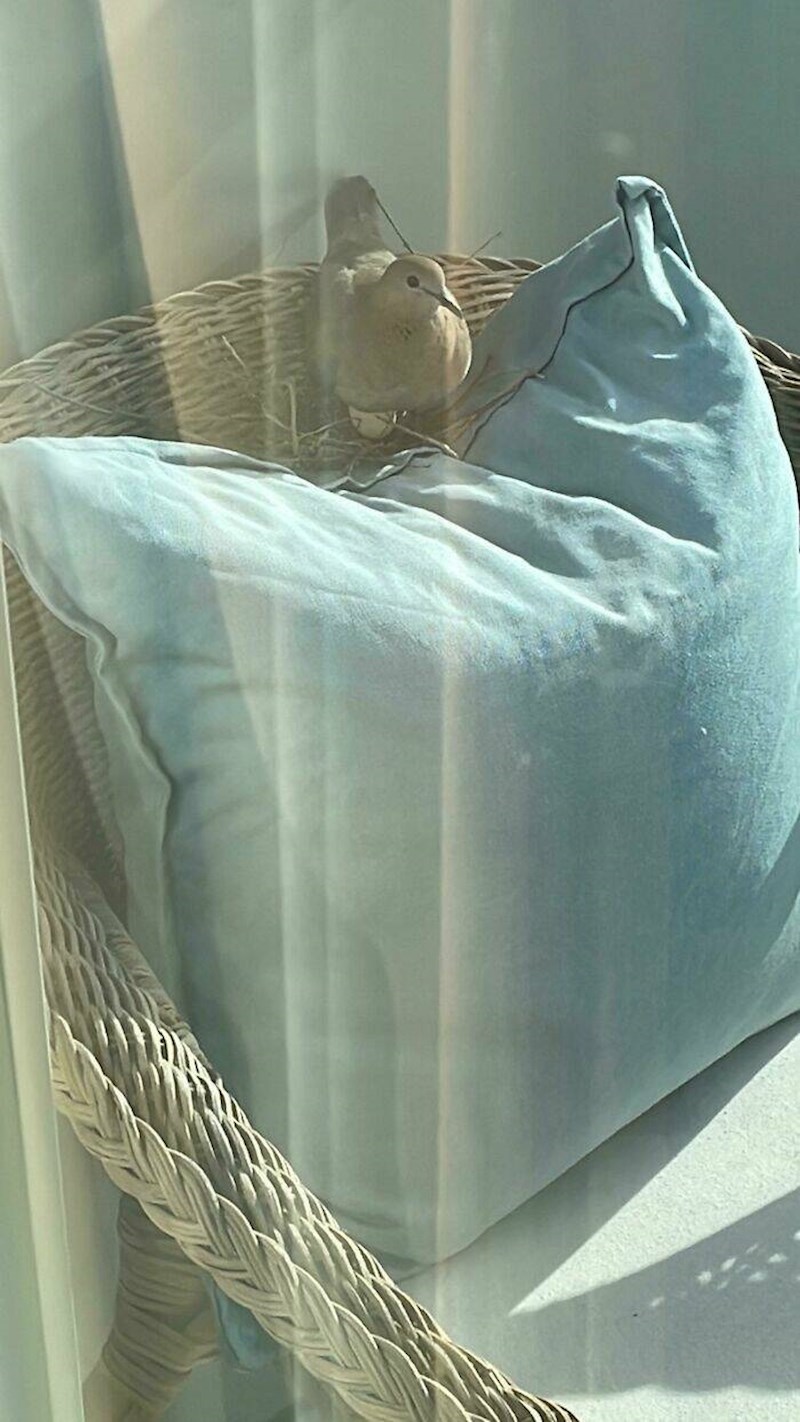 14. Ptica je napravila gnijezdo na mojoj terasi