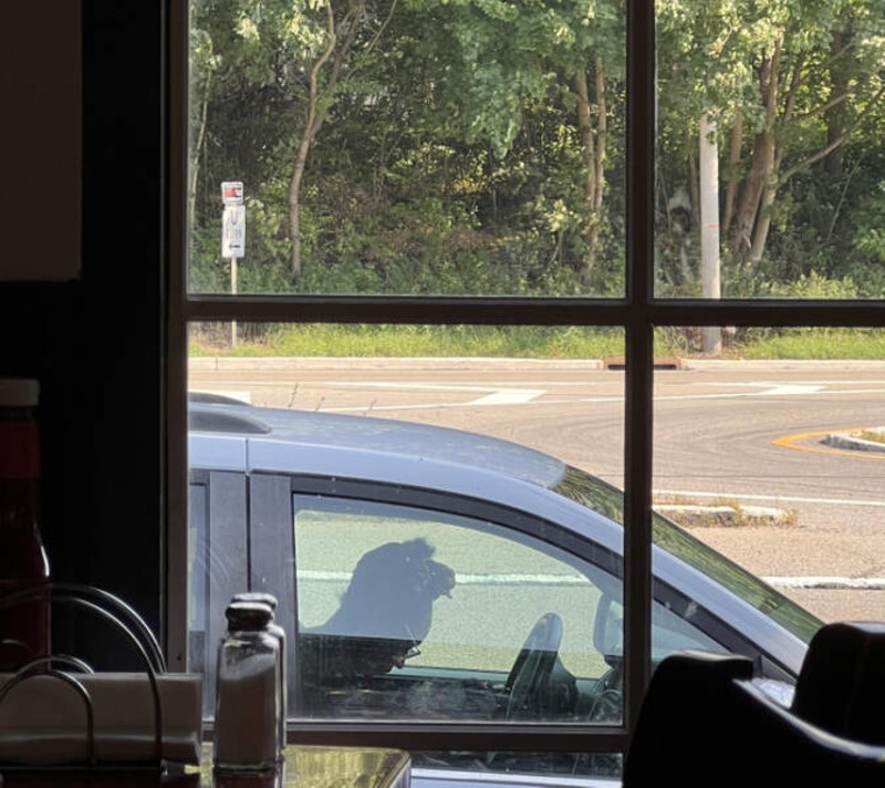 5. Mislio sam da alpaka vozi auto