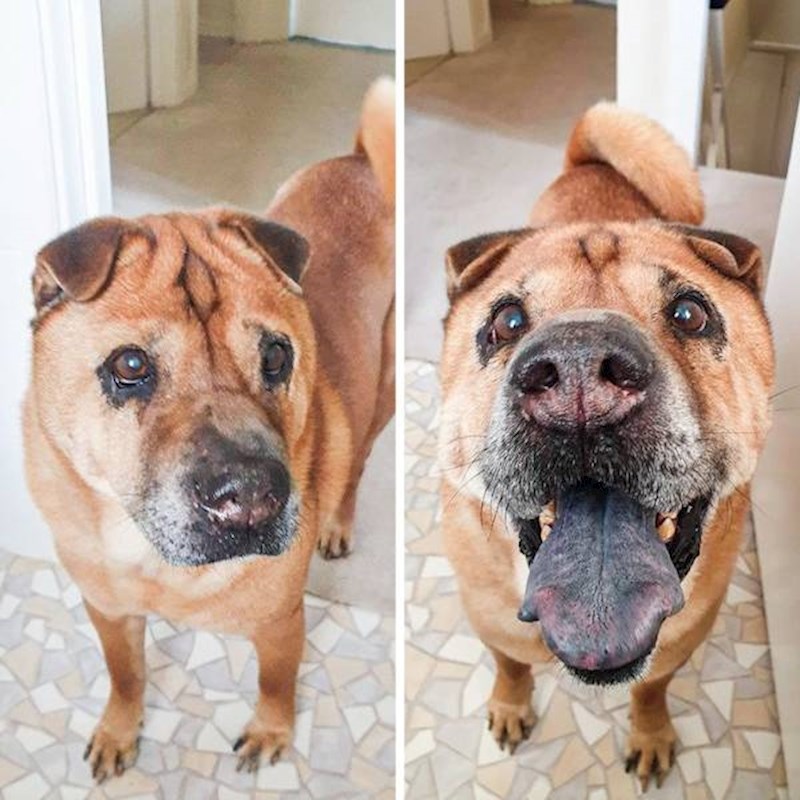 15. Pas prije i nakon što mu je vlasnik rekao da je dobar dečko