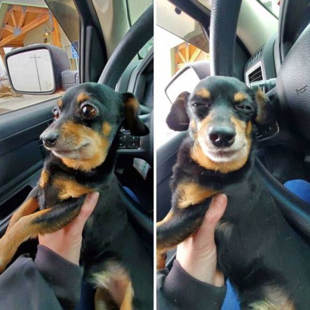 8. Fotka prije veterinara i nakon što je primio "dobre" lijekove 😝