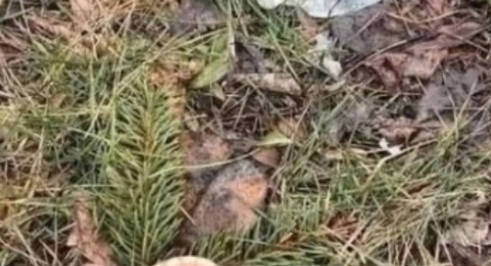 Prizor koji je netko snimio u đakovačkom parku mogao bi vas zgroziti, ovo je baš bizarno