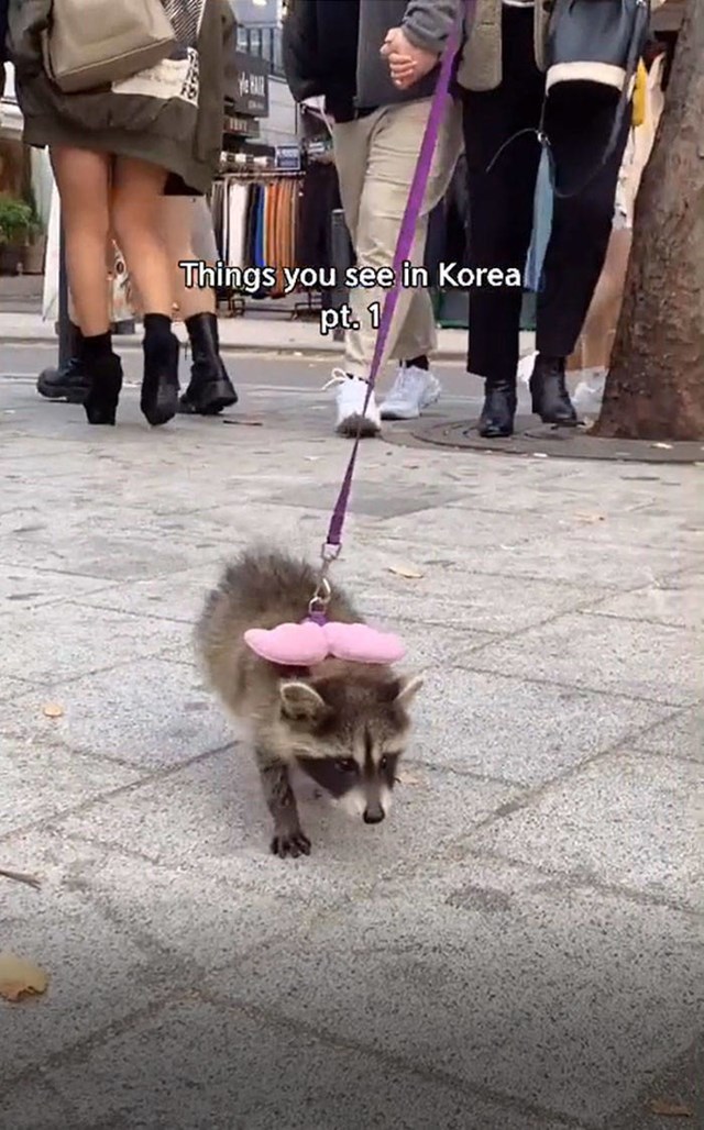 12. Rakun umjesto psa...i to se viđa u Južnoj Koreji