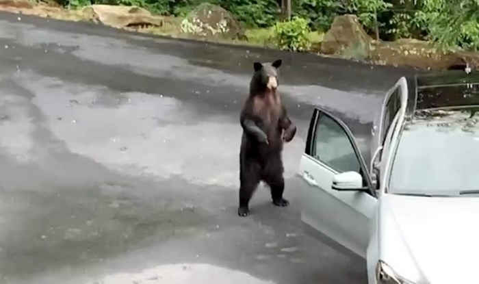 Medvjed je pokušao ući u auto pa ga je obitelj potjerala na urnebesan način, snimka je viralni hit