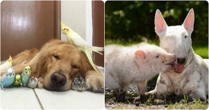 20+ nenadanih životinjskih prijateljstava koja će vas totalno raspekmeziti
