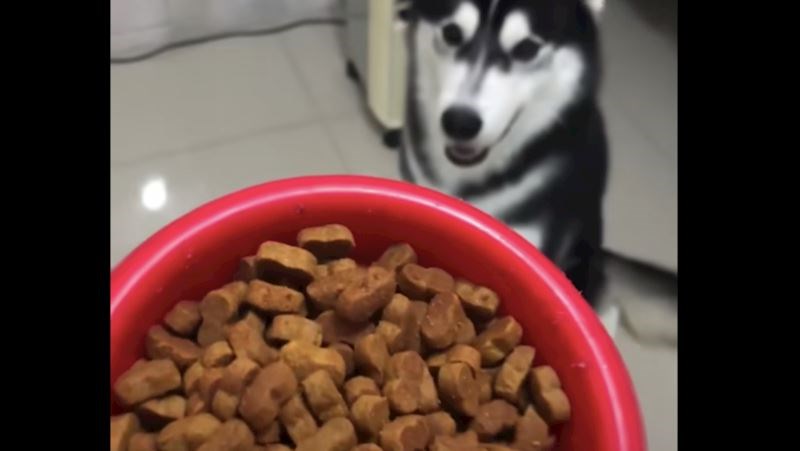 Način na koji ovaj pas želi da mu se posluži hrana nasmijao je društvene mreže, snimka je urnebesna