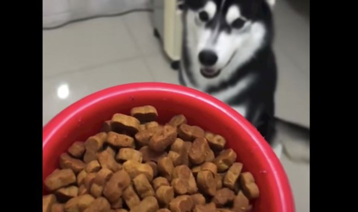 Način na koji ovaj pas želi da mu se posluži hrana nasmijao je društvene mreže, snimka je urnebesna
