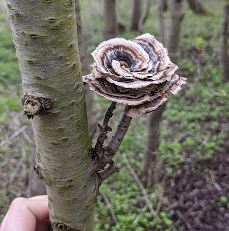 13. Gljiva u obliku ruže