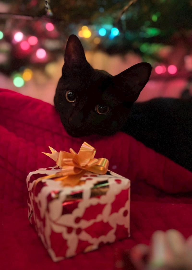 14. Tko kaže da crne mačke donose nesreću - neka pogleda ovu fotku i razmisli još jednom
