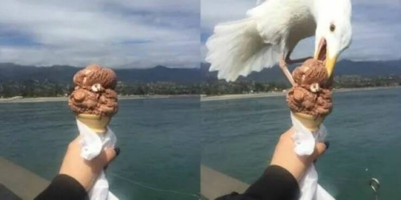 20+ simpatičnih fotki životinja koje će vam momentalno popraviti raspoloženje