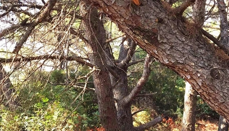 Netko je usred šume u Dalmaciji fotkao čudan znak zabrane, ovome se nitko nije nadao