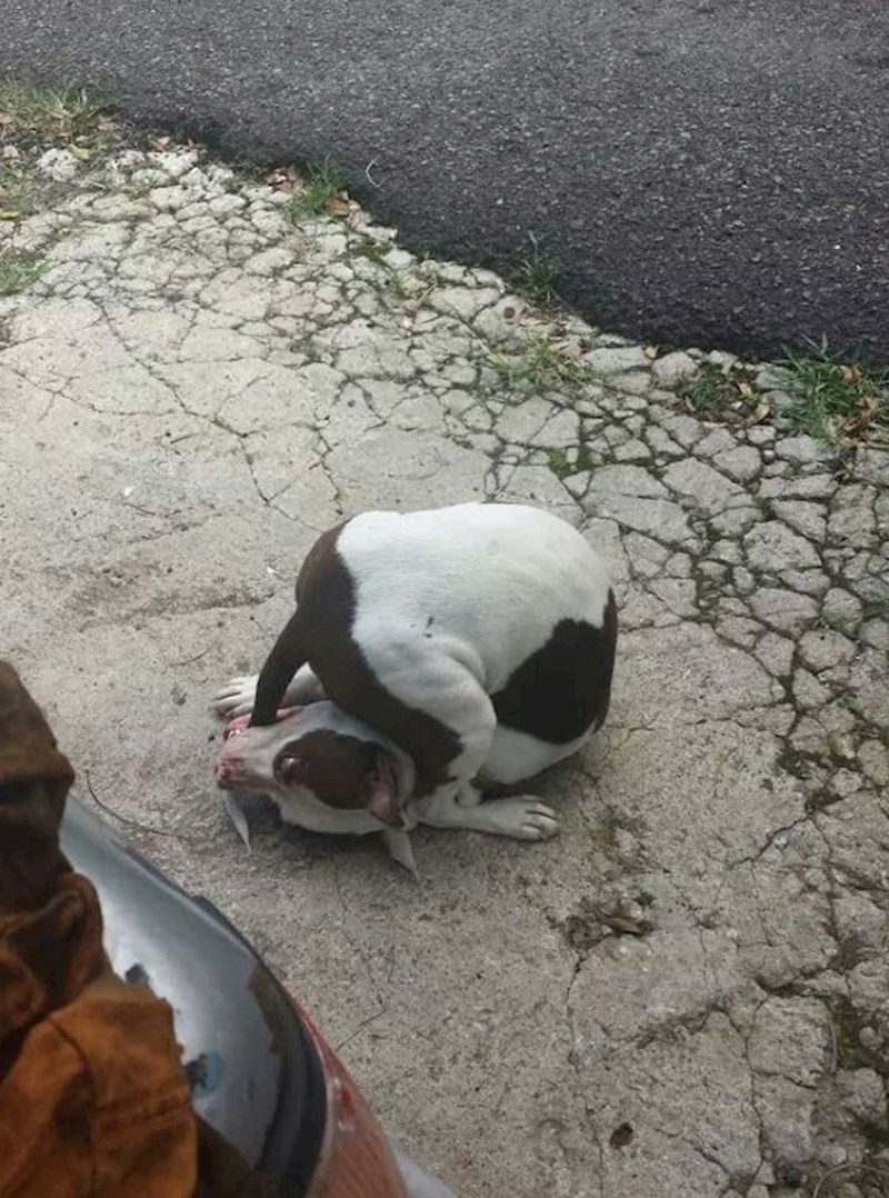 15. Svaki put kad izađe u šetnju počne se ovako previjati😳