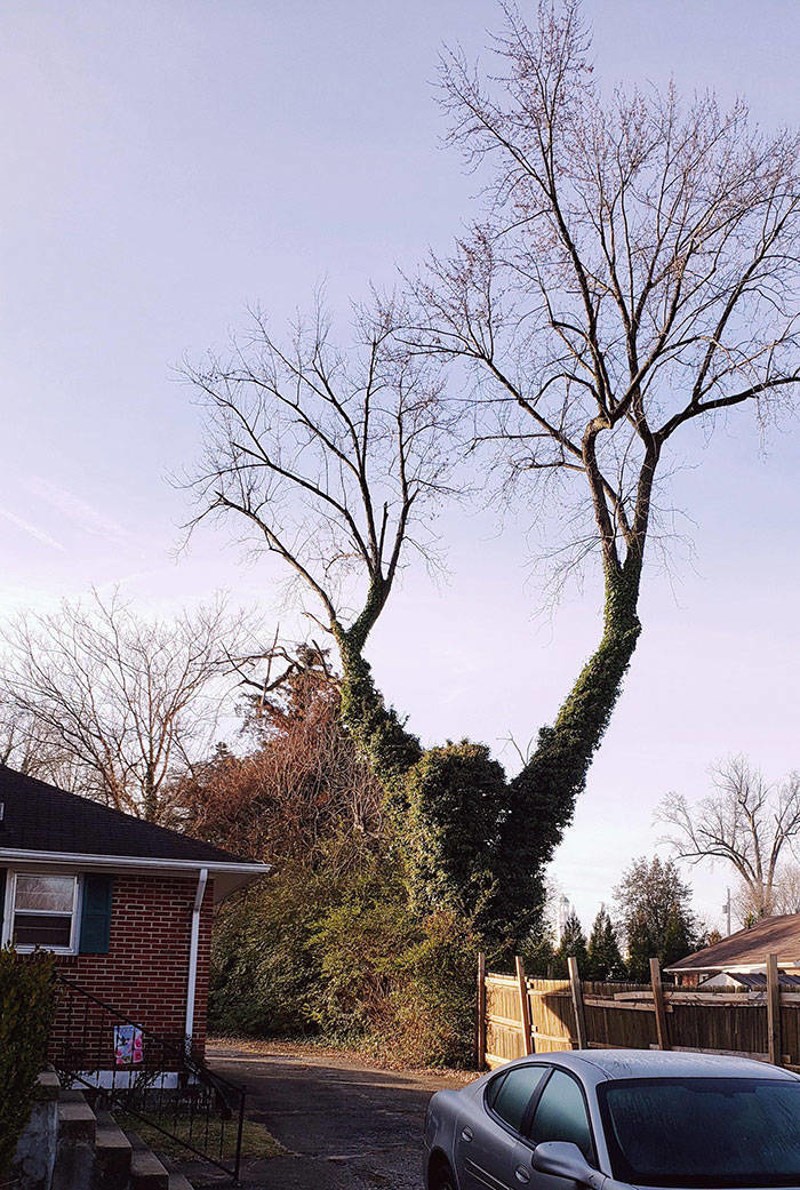 17. Stablo koje širi ruke