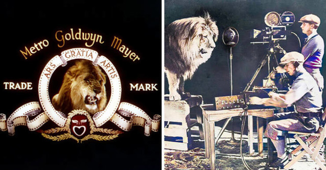 Snimanje poznatog rika lava Lea za Metro Goldwyn Mayer studio