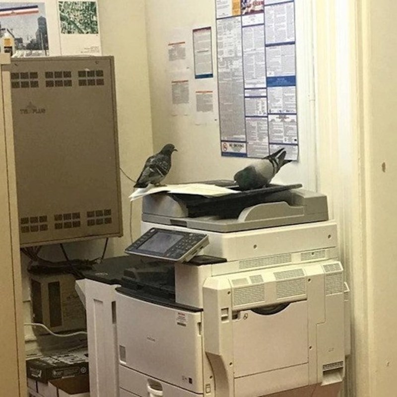 Neumorni radnici rješavaju svoj posao na fotokopirki...